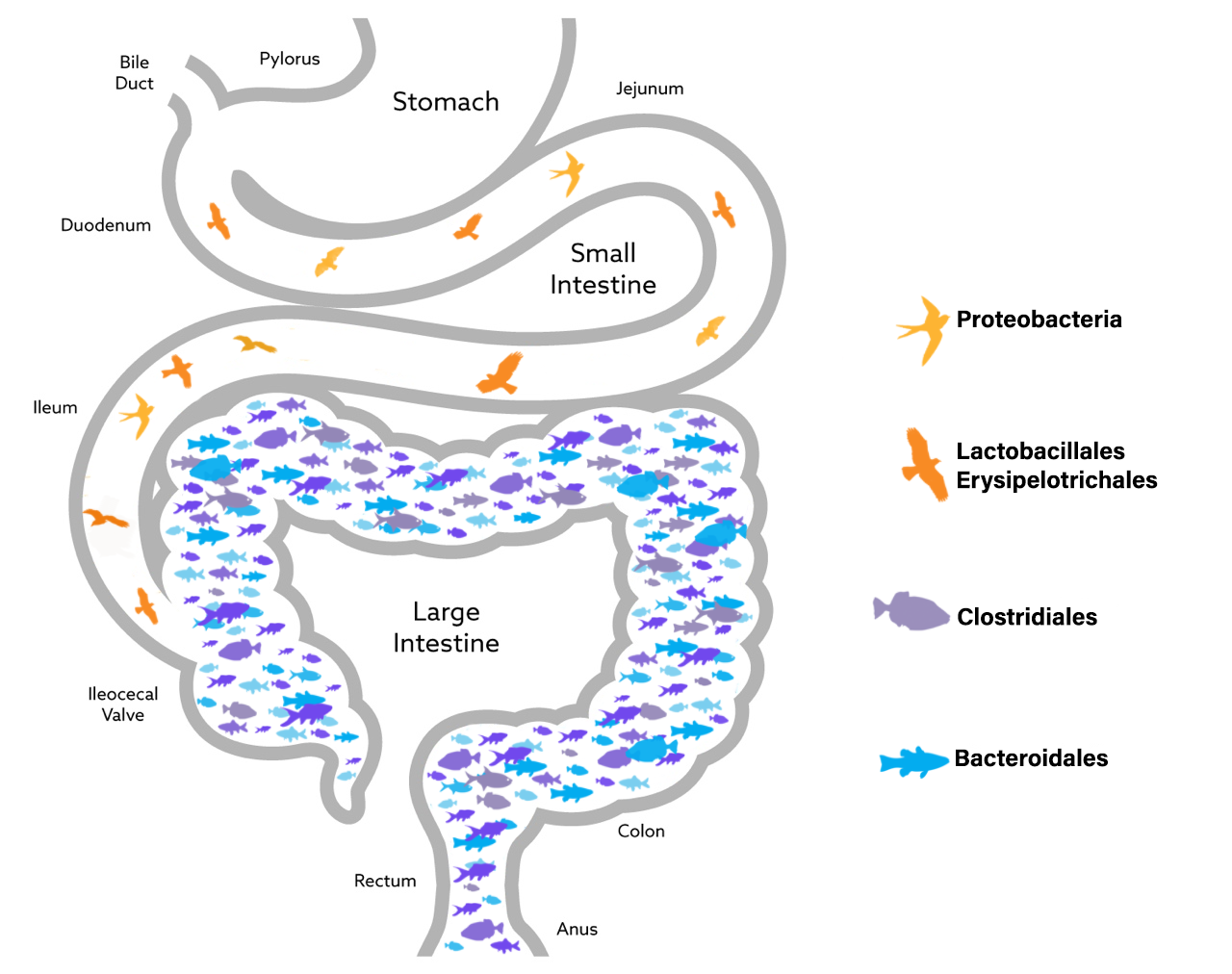 2nd Ed., The Nemechek Protocol for Autism and Developmental Disorders - PRINT