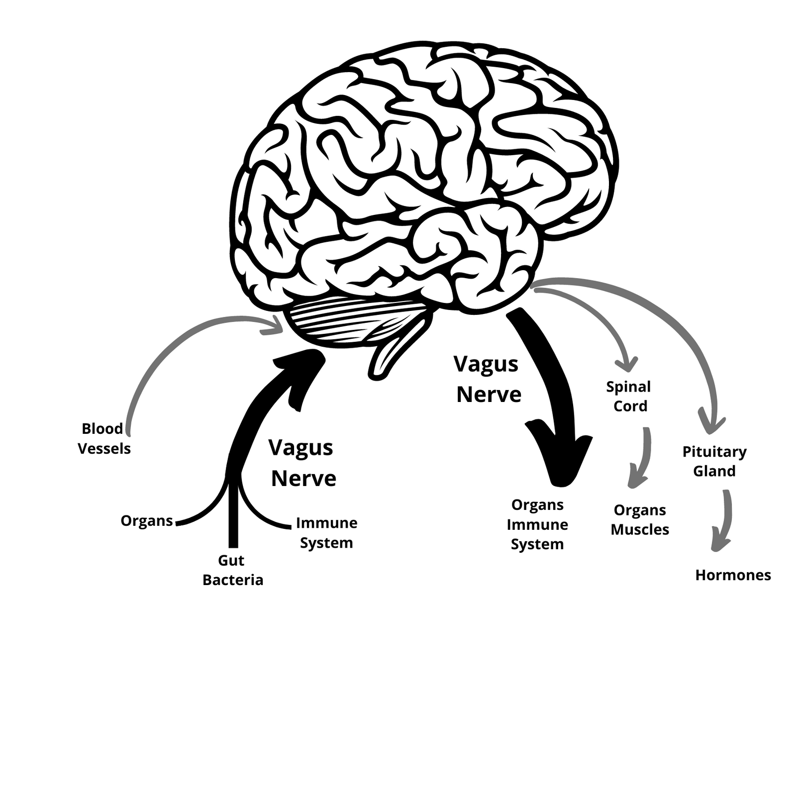 2nd Ed., The Nemechek Protocol for Autism and Developmental Disorders - PRINT